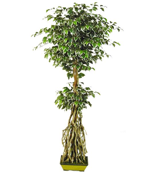 Artificial Ficus Hawaiian Tree Artificial Ficus Hawaiian Tree