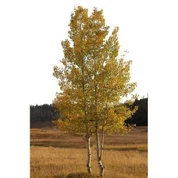 Вештачко Аспено Дрво