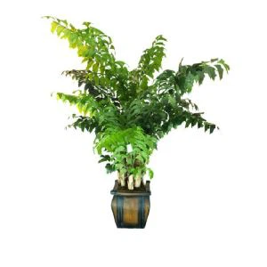 Артифициал Цариота