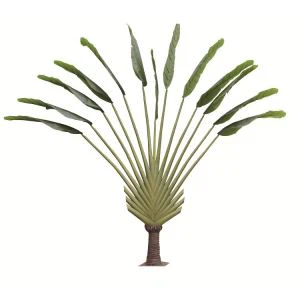 Бананско дрво вештачког путника