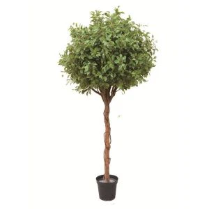 Симулација Фицус Трее